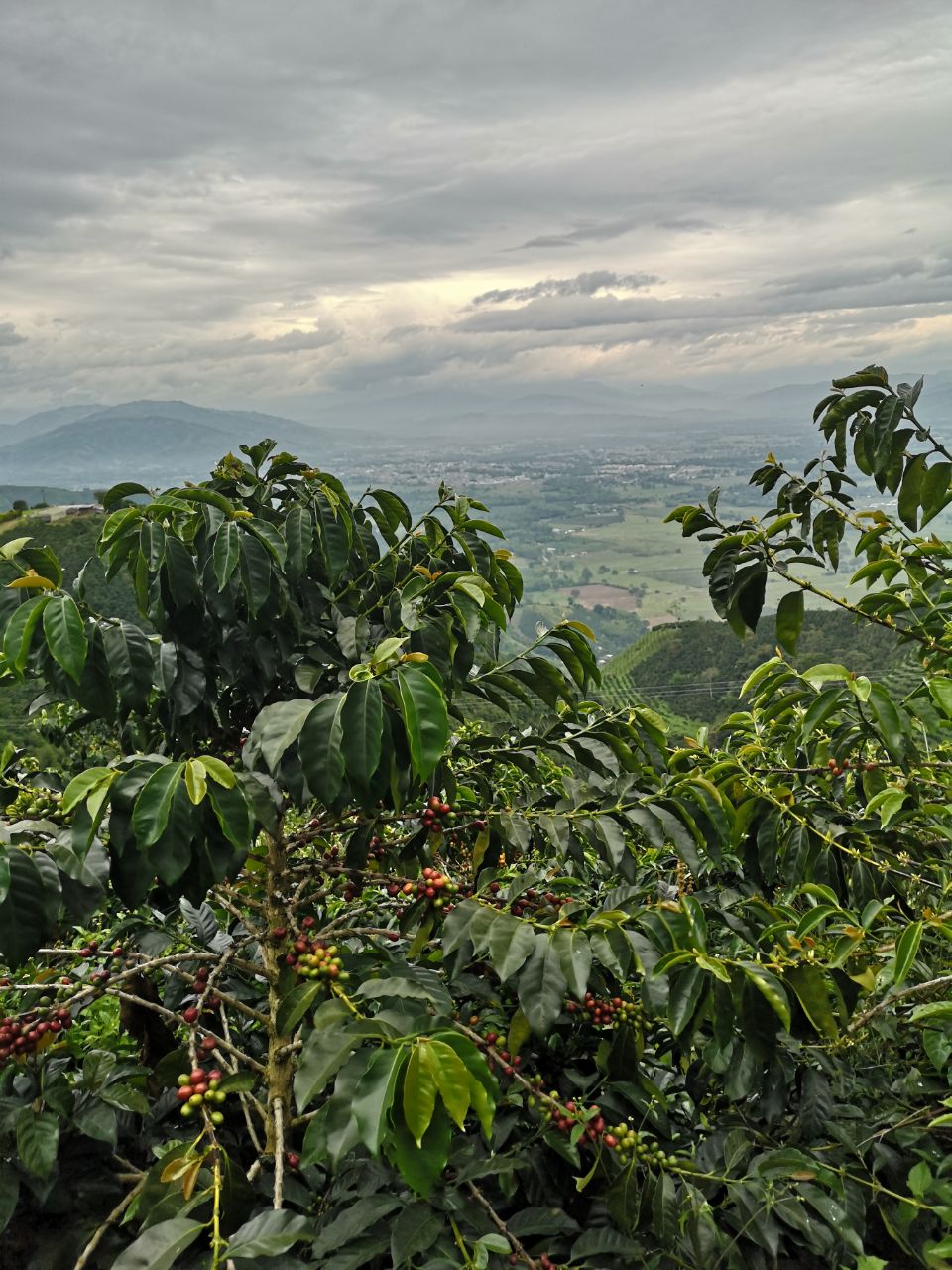 Colombia - El Mirador Strawberry